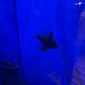 pajama cardinalfish (sphaeramia nematoptera)