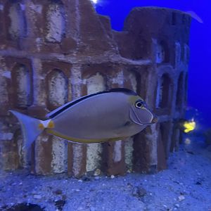 orangespine unicornfish (naso lituratus)