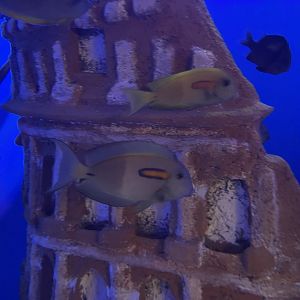 orange-band surgeonfish (acanthurus olivaceus) (1)