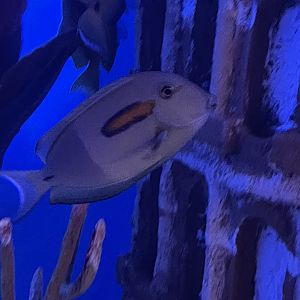 orange-band surgeonfish (acanthurus olivaceus) (2)