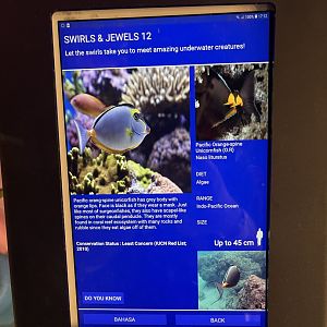 colosseum tank - orangespine unicornfish signage