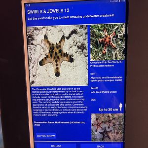 colosseum tank - chocolate chip starfish signage