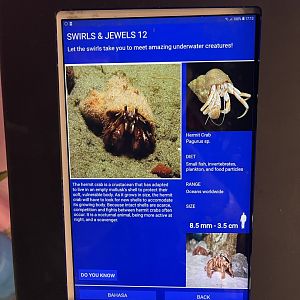 colosseum tank - hermit crab signage