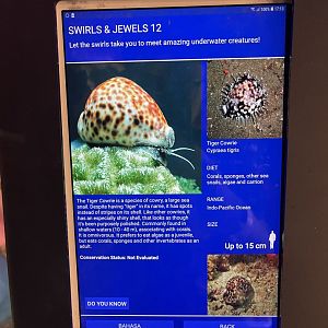 colosseum tank - tiger cowrie signage