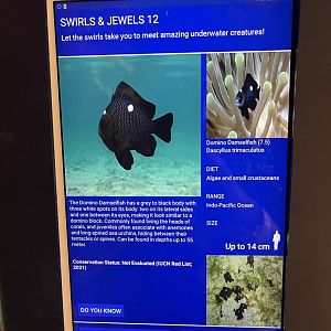 colosseum tank - threespot dascyllus signage