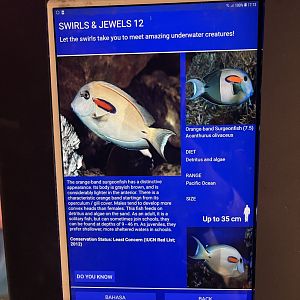 colosseum tank - orange-band surgeonfish signage