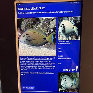 colosseum tank - doubleband surgeonfish signage