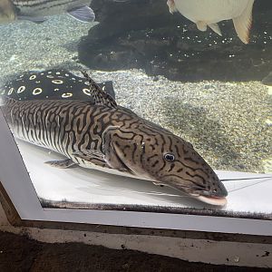 tiger shovelnose catfish (pseudoplatystoma tigrinum) (1)