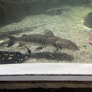 tiger shovelnose catfish (pseudoplatystoma tigrinum) (2)