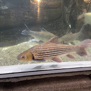 jullien’s golden carp (probarbus jullieni) (1)