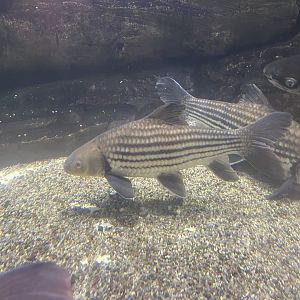 jullien’s golden carp (probarbus jullieni) (2)