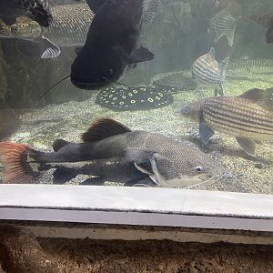 redtail catfish (phractocephalus hemioliopterus)