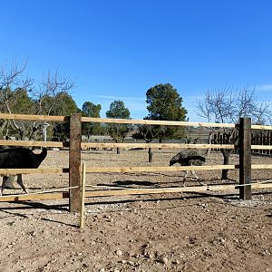 Ostrich exhibit - Bioparque La Rocha