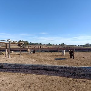 Watusi and dromedary exhibit - Bioparque La Rocha