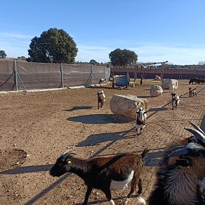 Goat exhibit - Bioparque La Rocha