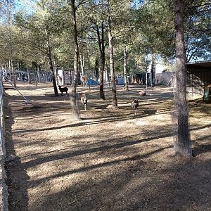Guanaco and mouflon exhibit - Bioparque La Rocha