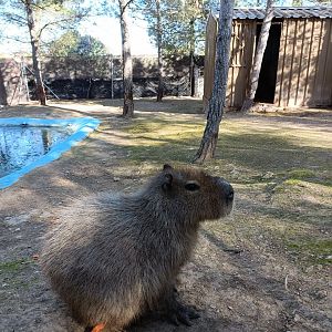 Capybara exhibit - Bioparque La Rocha