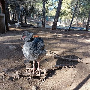 Southern screamer exhibit - Bioparque La Rocha