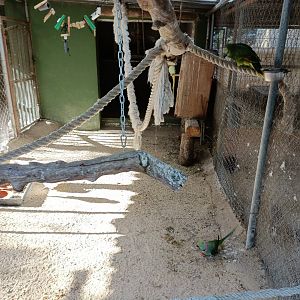 Parrot mixed exhibit - Bioparque La Rocha