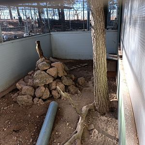Meerkat exhibit - Bioparque La Rocha