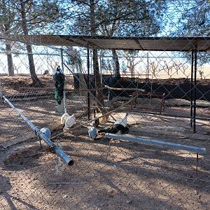 Guinea fowl and peacock exhibit - Bioparque La Rocha