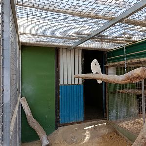 Cockatoo exhibit - Bioparque La Rocha