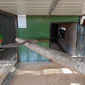 Eclectus exhibit - Bioparque La Rocha