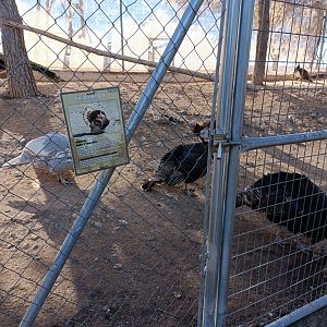 Turkey exhibit - Bioparque La Rocha