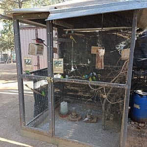 Budgerigar exhibit - Bioparque La Rocha