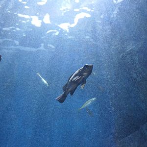 Japanese White Seaperch (Sebastes cheni)