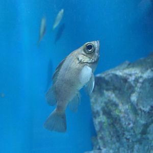 Japanese White Seaperch (Sebastes cheni)