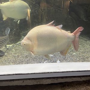 albino pirapitinga (piaractus brachypomus)