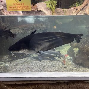 tapah (wallagonia leerii) (1)