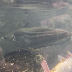 tapah (wallagonia leerii) (2)