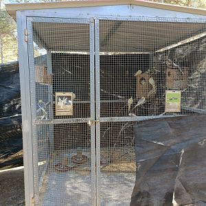 Cockatiel and California quail exhibit - Bioparque La Rocha