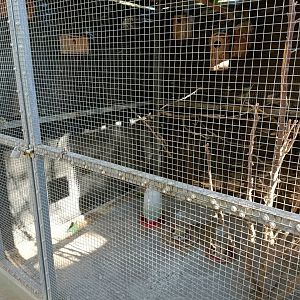 Lovebird exhibit - Bioparque La Rocha