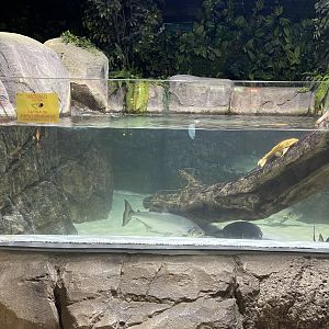 sturgeon tank
