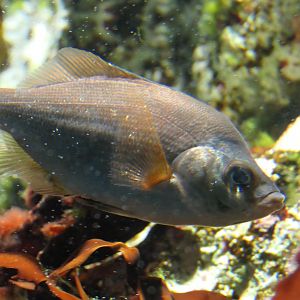 Jordan's Surfperch (Ditrema jordani)