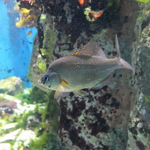 Jordan's Surfperch (Ditrema jordani)