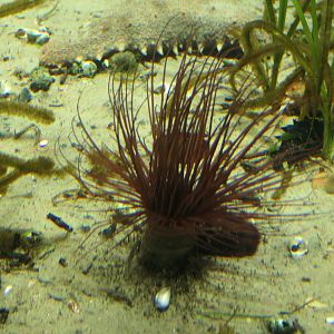 Tube anemone (Cerianthidae)
