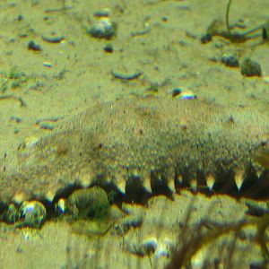 Japanese Sea Cucumber (Apostichopus japonicus)