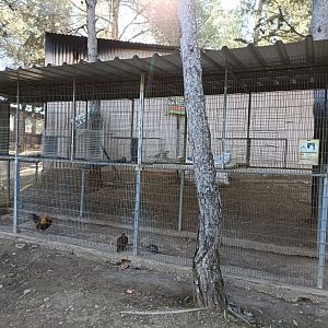 Chicken and Red-legged partridge exhibit - Bioparque La Rocha