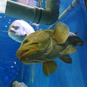 Hong Kong Grouper (Epinephelus akaara)