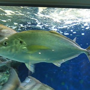 White Trevally (Pseudocaranx dentex)