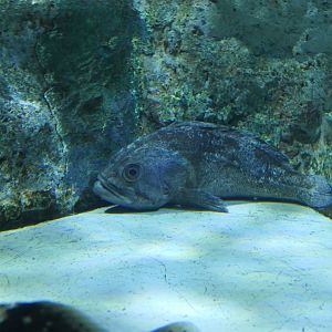 Korean Rockfish (Sebastes schlegelii)