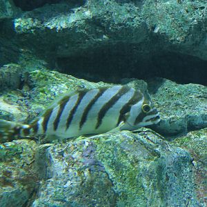 Spottedtail Morwong (Goniistius zonatus)