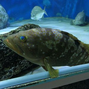 Hong Kong Grouper (Epinephelus akaara)