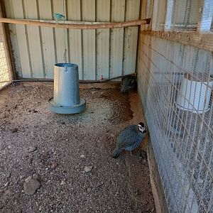 Arabian partridge exhibit - Bioparque La Rocha