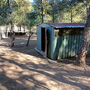 Bennett's wallaby exhibit - Bioparque La Rocha