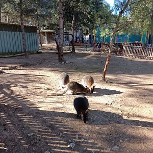 Bennett's wallaby exhibit - Bioparque La Rocha